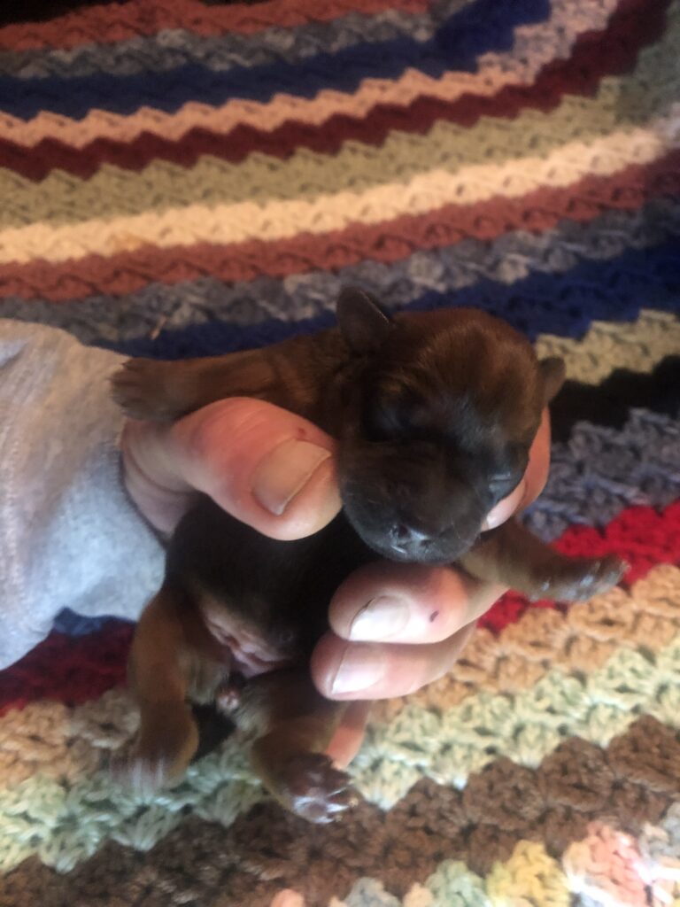 Red Female Pup #1