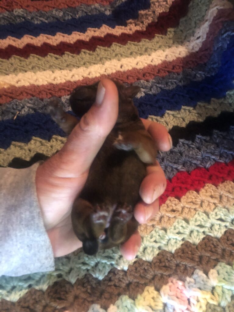 Red Female Pup #1